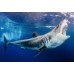 1oz SILVER 999.9 FINE - 2024 AQUATIC SERIES OF SOUTH AFRICA "GREAT WHITE SHARK"- CERTIFIED & MINT BAG