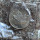 1988 CANADA MAPLE LEAF - SEALED 1oz Silver rounds